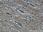 CaMKIV Antibody in Immunohistochemistry (Paraffin) (IHC (P))