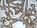 CaMKIV Antibody in Immunohistochemistry (Paraffin) (IHC (P))