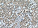 GGH Antibody in Immunohistochemistry (Paraffin) (IHC (P))