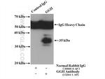 GGH Antibody in Immunoprecipitation (IP)