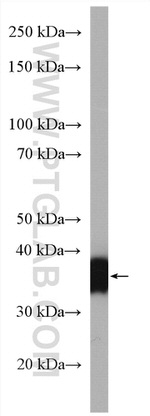 GGH Antibody in Western Blot (WB)