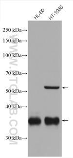 GGH Antibody in Western Blot (WB)