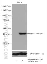 IDO1 Antibody in Western Blot (WB)