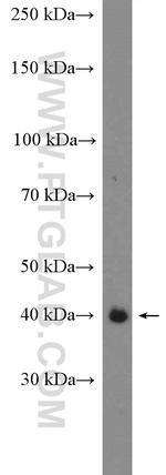 IDO1 Antibody in Western Blot (WB)