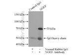 NGEF Antibody in Immunoprecipitation (IP)