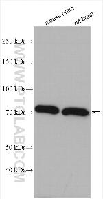 NGEF Antibody in Western Blot (WB)