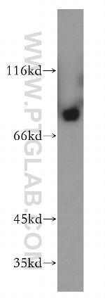 NGEF Antibody in Western Blot (WB)