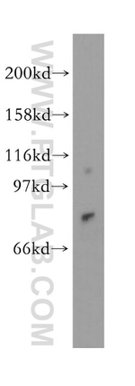 NGEF Antibody in Western Blot (WB)