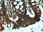 DAO Antibody in Immunohistochemistry (Paraffin) (IHC (P))