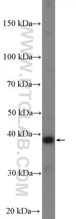 DAO Antibody in Western Blot (WB)