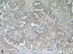 CPEB1 Antibody in Immunohistochemistry (Paraffin) (IHC (P))