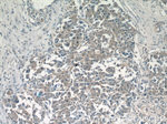 CPEB1 Antibody in Immunohistochemistry (Paraffin) (IHC (P))