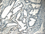 CPEB1 Antibody in Immunohistochemistry (Paraffin) (IHC (P))