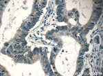 CPEB1 Antibody in Immunohistochemistry (Paraffin) (IHC (P))