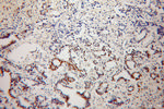 NXF3 Antibody in Immunohistochemistry (Paraffin) (IHC (P))