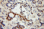 NXF3 Antibody in Immunohistochemistry (Paraffin) (IHC (P))