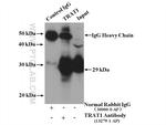 TRAT1 Antibody in Immunoprecipitation (IP)