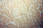 ZBP1 Antibody in Immunohistochemistry (Paraffin) (IHC (P))