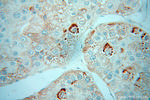 ZBP1 Antibody in Immunohistochemistry (Paraffin) (IHC (P))