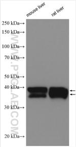 ADH6 Antibody in Western Blot (WB)