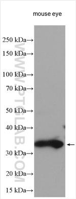 RDH12 Antibody in Western Blot (WB)