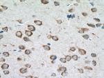 CLSTN3 Antibody in Immunohistochemistry (Paraffin) (IHC (P))