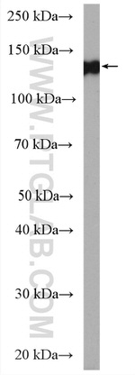 CLSTN3 Antibody in Western Blot (WB)