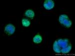 SH3RF2 Antibody in Immunocytochemistry (ICC/IF)