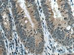 SH3RF2 Antibody in Immunohistochemistry (Paraffin) (IHC (P))