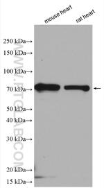 SH3RF2 Antibody in Western Blot (WB)