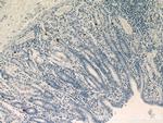 GHRL Antibody in Immunohistochemistry (Paraffin) (IHC (P))