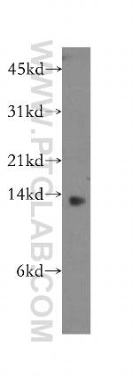 GHRL Antibody in Western Blot (WB)