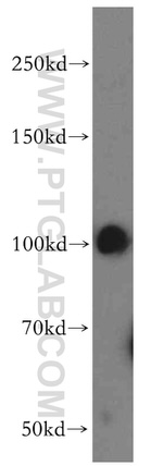 ATP2C1 Antibody in Western Blot (WB)