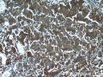 Cytoglobin Antibody in Immunohistochemistry (Paraffin) (IHC (P))