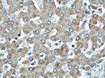 Cytoglobin Antibody in Immunohistochemistry (Paraffin) (IHC (P))