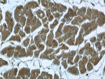 Cytoglobin Antibody in Immunohistochemistry (Paraffin) (IHC (P))