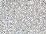 Cytoglobin Antibody in Immunohistochemistry (Paraffin) (IHC (P))