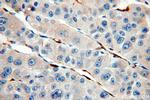 Cytoglobin Antibody in Immunohistochemistry (Paraffin) (IHC (P))