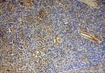 CISD2 Antibody in Immunohistochemistry (Paraffin) (IHC (P))