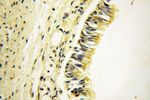 CISD2 Antibody in Immunohistochemistry (Paraffin) (IHC (P))