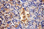 CISD2 Antibody in Immunohistochemistry (Paraffin) (IHC (P))