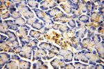 CISD2 Antibody in Immunohistochemistry (Paraffin) (IHC (P))