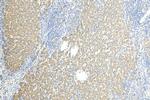 CISD2 Antibody in Immunohistochemistry (Paraffin) (IHC (P))