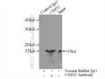 CISD2 Antibody in Immunoprecipitation (IP)