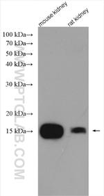 CISD2 Antibody in Western Blot (WB)