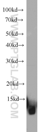 CISD2 Antibody in Western Blot (WB)