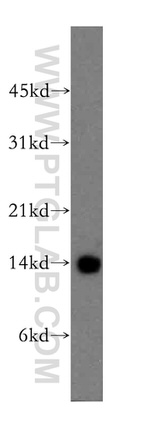 CISD2 Antibody in Western Blot (WB)