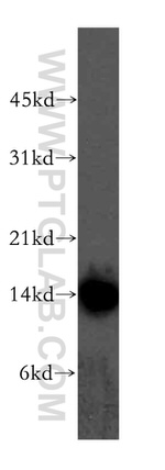 CISD2 Antibody in Western Blot (WB)