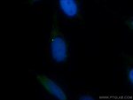 BUB1 Antibody in Immunocytochemistry (ICC/IF)