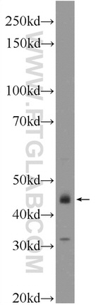 BUB1 Antibody in Western Blot (WB)